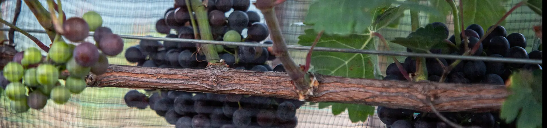 Descripción de la imagen