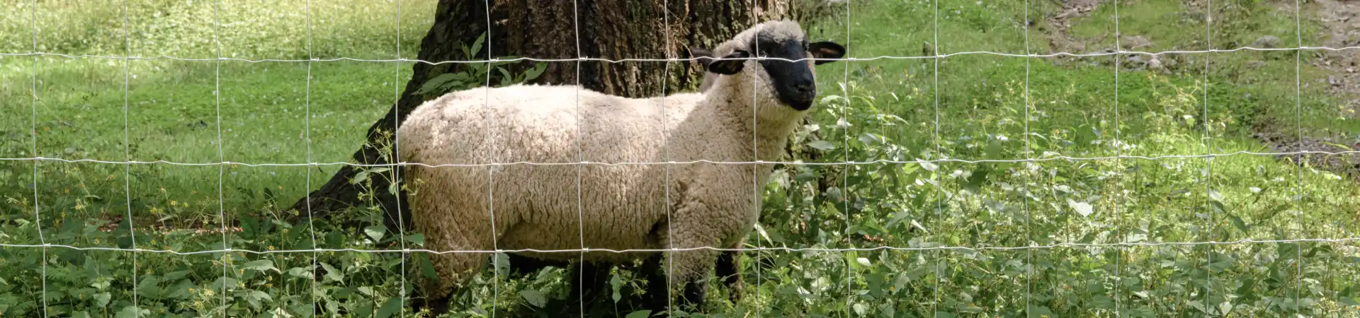 Descripción de la imagen