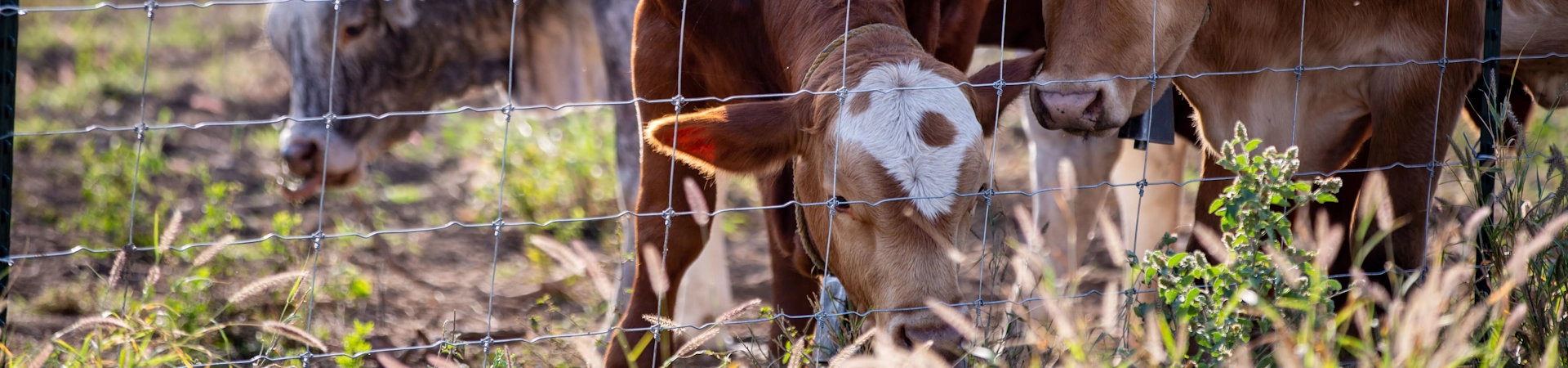 Descripción de la imagen