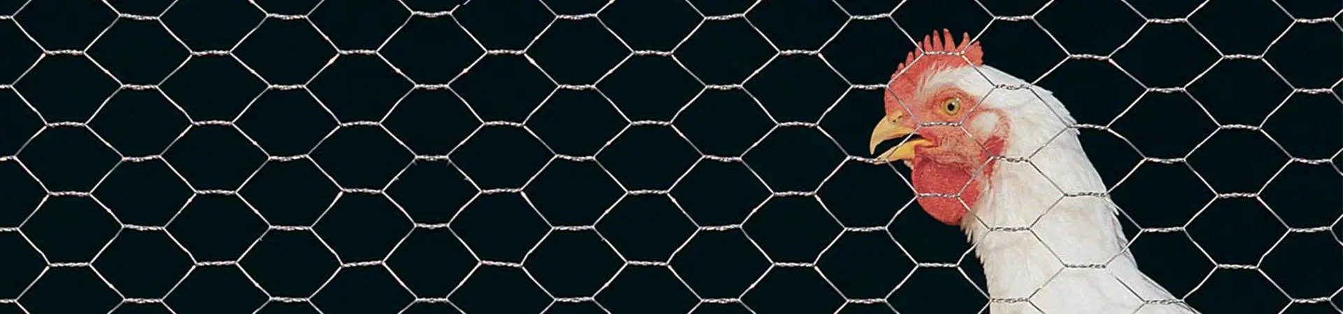 Descripción de la imagen