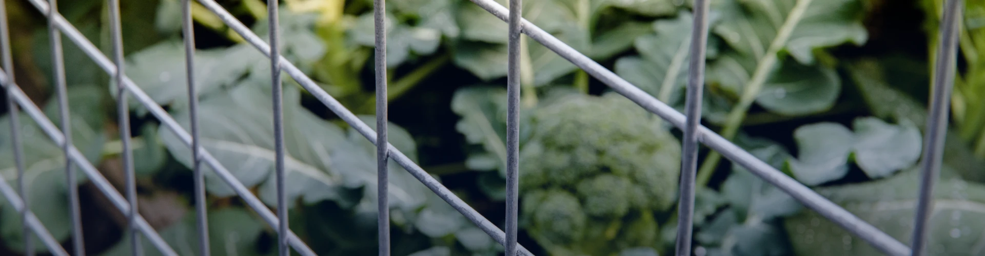 Descripción de la imagen