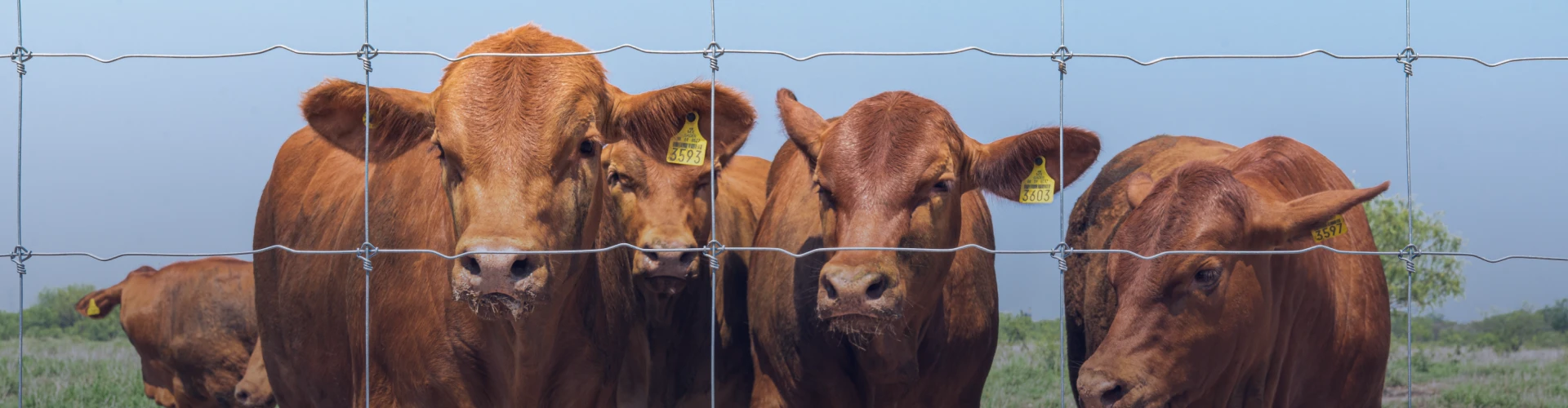 Descripción de la imagen