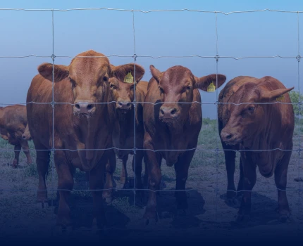 Grupo de vacas frente a un cerco agropecuario