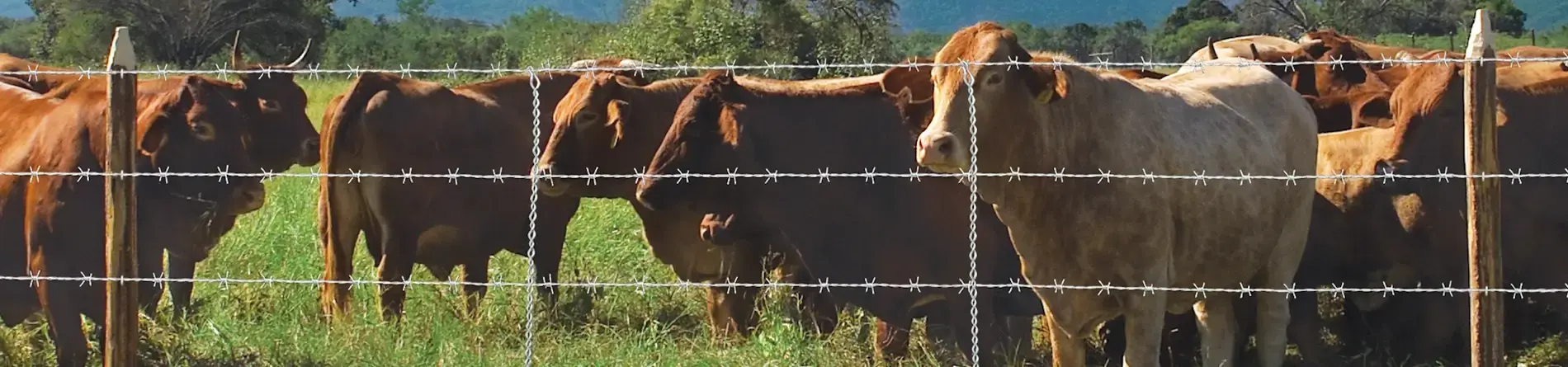 Guía Completa de Alambres de Púas DEACERO