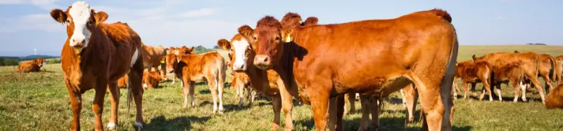 ¿Cómo elegir el cerco ideal según el tipo de ganado?