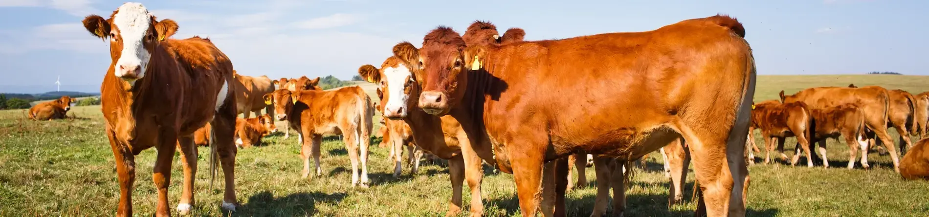 ¿Cómo elegir el cerco ideal según el tipo de ganado?