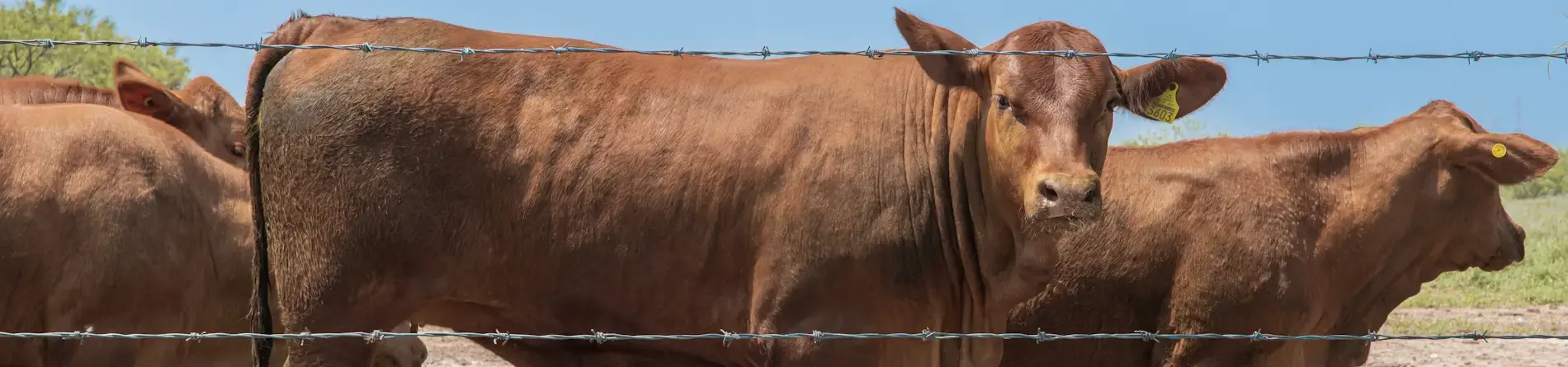 Mantenimiento de cercos agropecuarios: buenas prácticas para alargar su vida útil