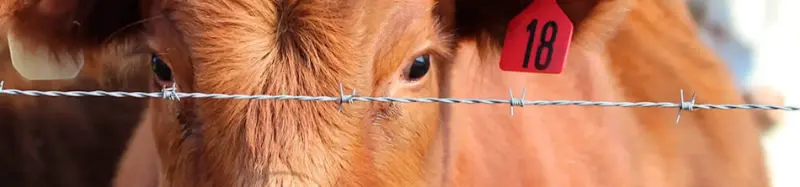 Instalación correcta de alambre de púas paso a paso