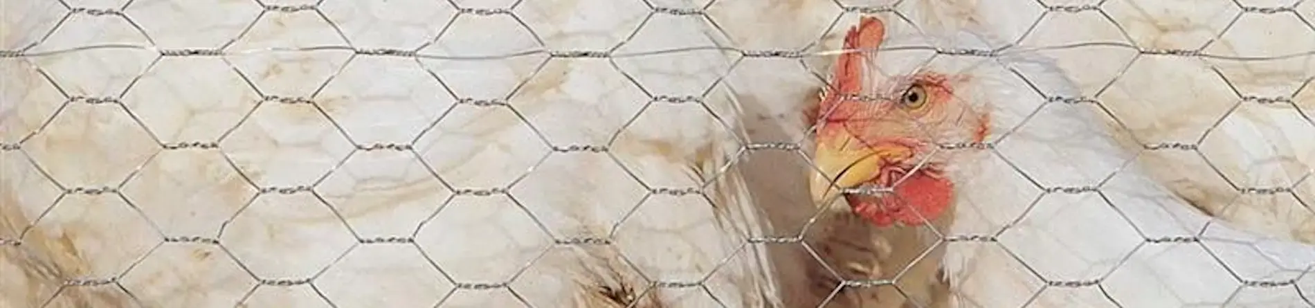 Instalación y tensado de Malla Hexagonal DEACERO®