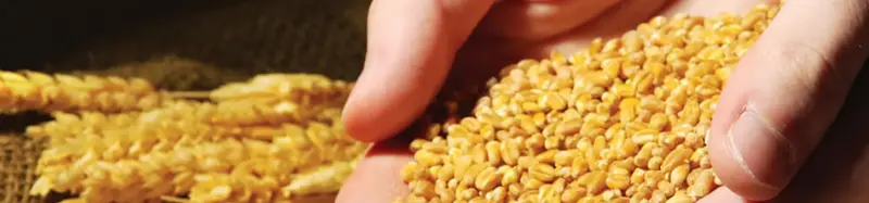 Conoce la Criba Grano de Plata DEACERO®