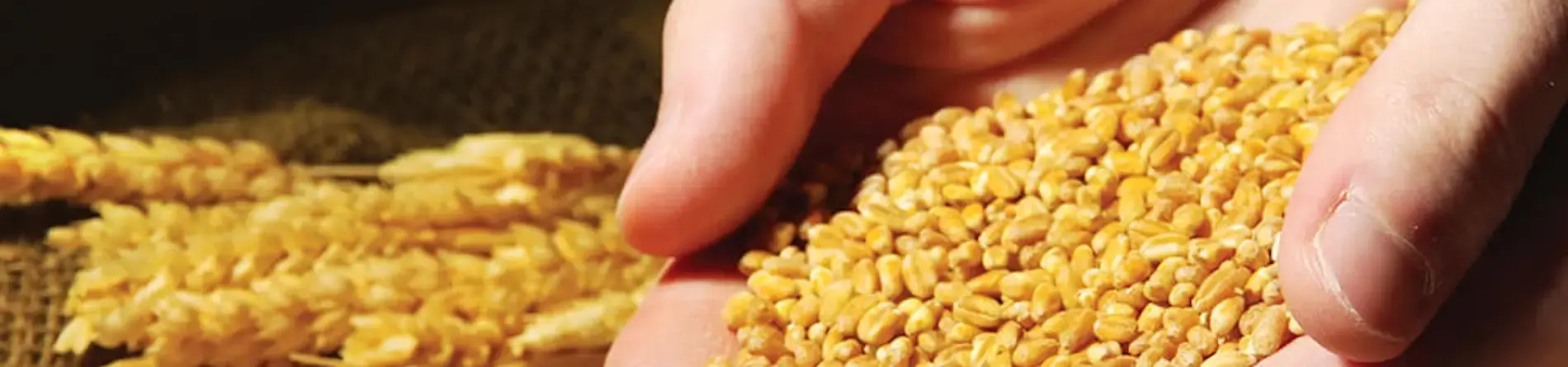 Conoce la Criba Grano de Plata DEACERO®